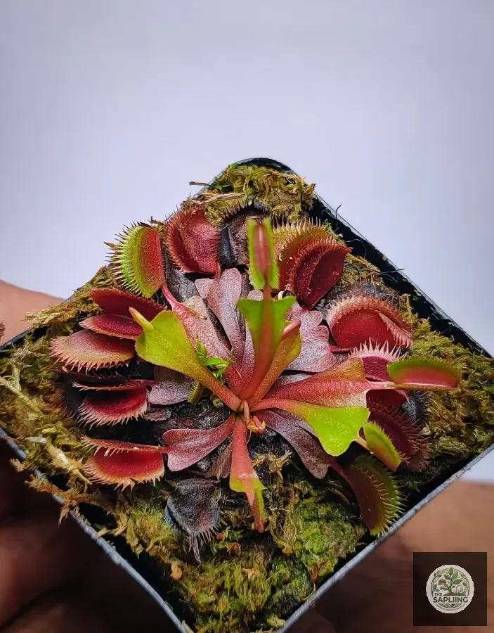 Venus Fly Trap ‘Red Piranha