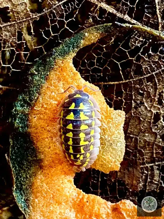 Cubaris Gestroi Isopod