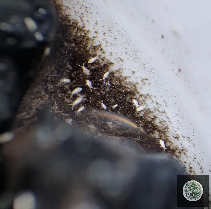 Springtails