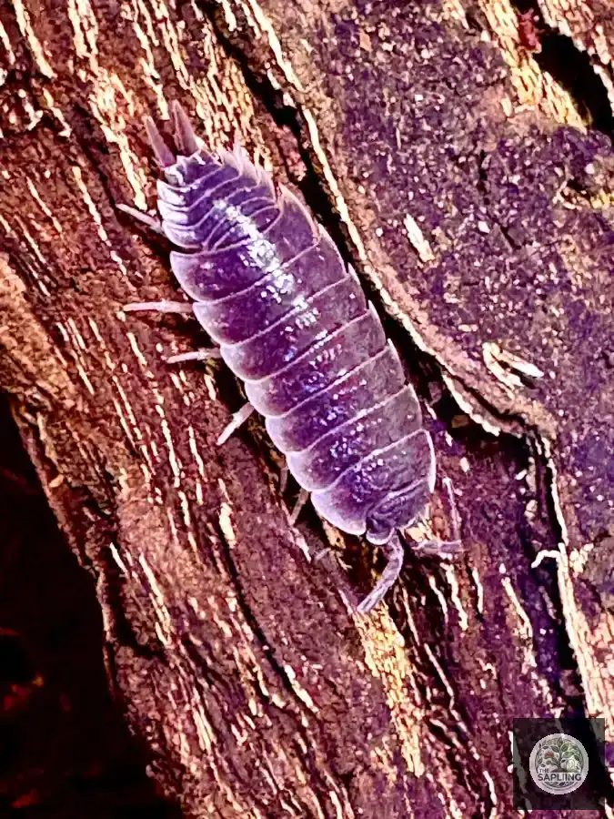 Sevila Isopods