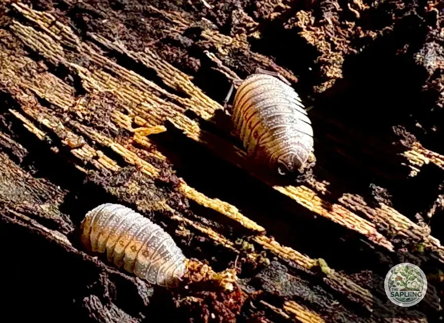 Peraccae Isopod