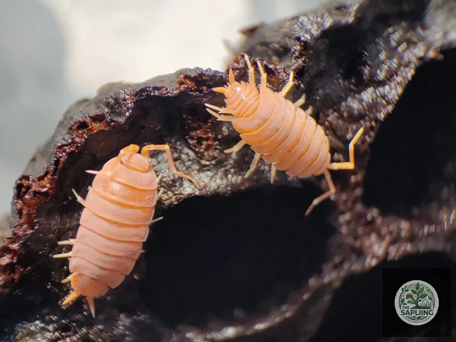 Powder Orange Isopod