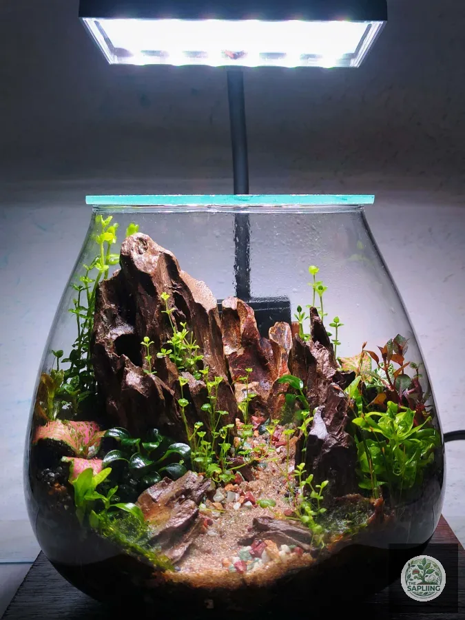 Terrarium - A Little Mountain