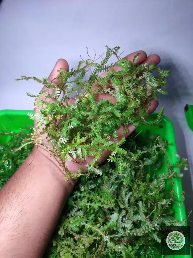 Selaginella - Spike Moss