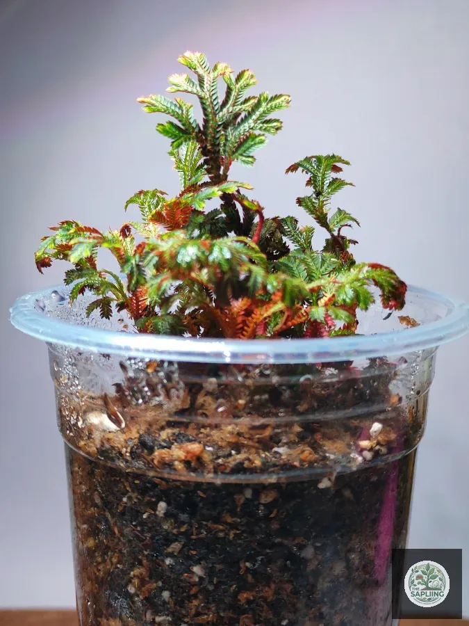 Selaginella ‘Red Ruby’