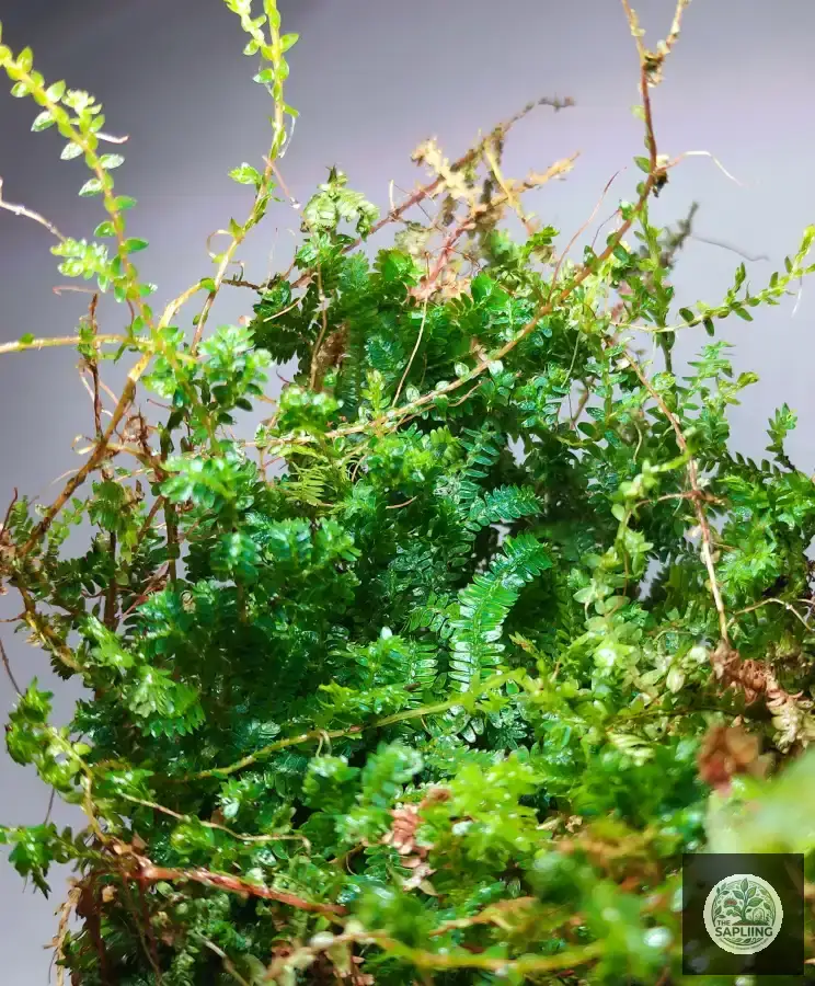 Selaginella Uncinata