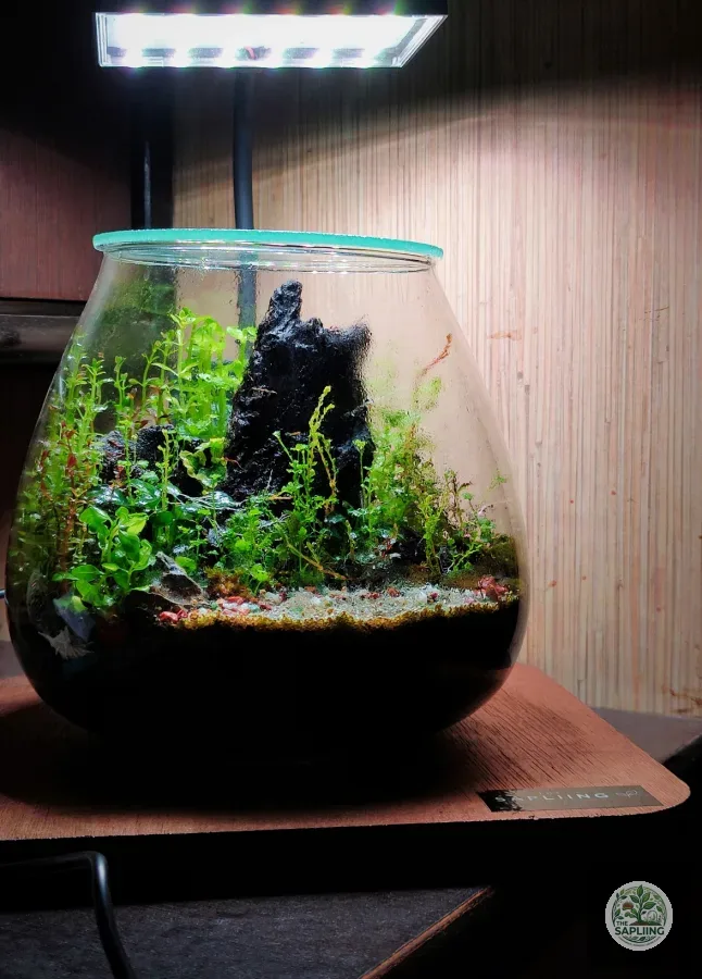 Terrarium - A living story in Glass